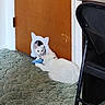 animal, carpet, cat, closeup, curious, cute, domestic, door, feline, floor, household, indoor, looking, mirror, pet, playful, reflection, resting, toy, white_cat