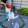 Finnegan is registered to the contest to win money with this photo: kitten, white_cat, heterochromia, blue_harness, leash, stone_path, garden, plants, purple_flowers, footwear, sandal, glitter, outdoor, person, blurred_background, pet, animal, cute, sitting, curious