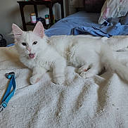 Fiona joined the competition — help win amazing prizes! cat, white_cat, bed, blanket, collar, feline, pet, indoor, bedroom, furniture, table, lamp, pillow, relaxed, cute, animal, fur, whiskers, ears, paw