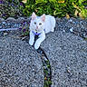 Fiona joined the competition — help win amazing prizes! animal, collar, concrete, curious, cute, daylight, flowers, fur, gravel, greenery, kitten, leash, nature, outdoor, pet, plants, resting, small, white_cat, young_cat
