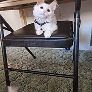 Fiona is registered to the contest to win money with this photo: black_chair, carpet, cat, chair, collar, curious, cute, domestic_cat, feline, fluffy, folding_chair, household, indoor, kitten, looking_up, pet, resting, white_cat, wide_eyes, young_cat