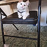 black_chair, carpet, cat, chair, collar, curious, cute, domestic_cat, feline, fluffy, folding_chair, household, indoor, kitten, looking_up, pet, resting, white_cat, wide_eyes, young_cat