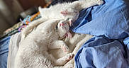 Fiona joined the competition — help win amazing prizes! animal, bed, blanket, cat, collar, cozy, cute, domestic_animal, feline, fur, indoor, napping, paw, pets, pink_nose, relaxation, resting, sleeping, soft, white_cat