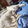 animal, bed, blanket, cat, collar, cozy, cute, domestic_animal, feline, fur, indoor, napping, paw, pets, pink_nose, relaxation, resting, sleeping, soft, white_cat