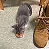 Fred joined the competition — help win amazing prizes! kitten, cat, gray_cat, white_paw, wet_food, food_can, floor, tile_floor, boot, brown_boot, shoelaces, wooden_furniture, table_leg, indoor, pet, animal, eating, small_cat, furry, cute