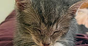 Fred is registered to the contest to win money with this photo: kitten, cat, sleeping, close_up, gray_fur, white_paws, whiskers, cute, pet, animal, feline, relaxed, cozy, soft, young, indoors, resting, fur, paw, peaceful