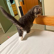 Fred joined the competition — help win amazing prizes! kitten, cat, indoor, furniture, table, chair, wood, curious, gray, white, pet, animal, young, fur, tail, domestic, home, kitchen, door, floor