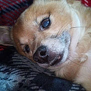 Chica joined the competition — help win amazing prizes! dog, pet, close_up, lying_down, ear, blanket, fur, nose, whiskers, sleepy, relaxed, indoor, cozy, brown, white, animal, portrait, cute, companion, resting