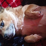 Chica is registered to the contest to win money with this photo: animal, blanket, cozy, cute, dog, ear, fur, fur_texture, indoor, lying_down, mammal, nose, paw, pet, relaxed, resting, sleepy, small_dog, snout, whiskers