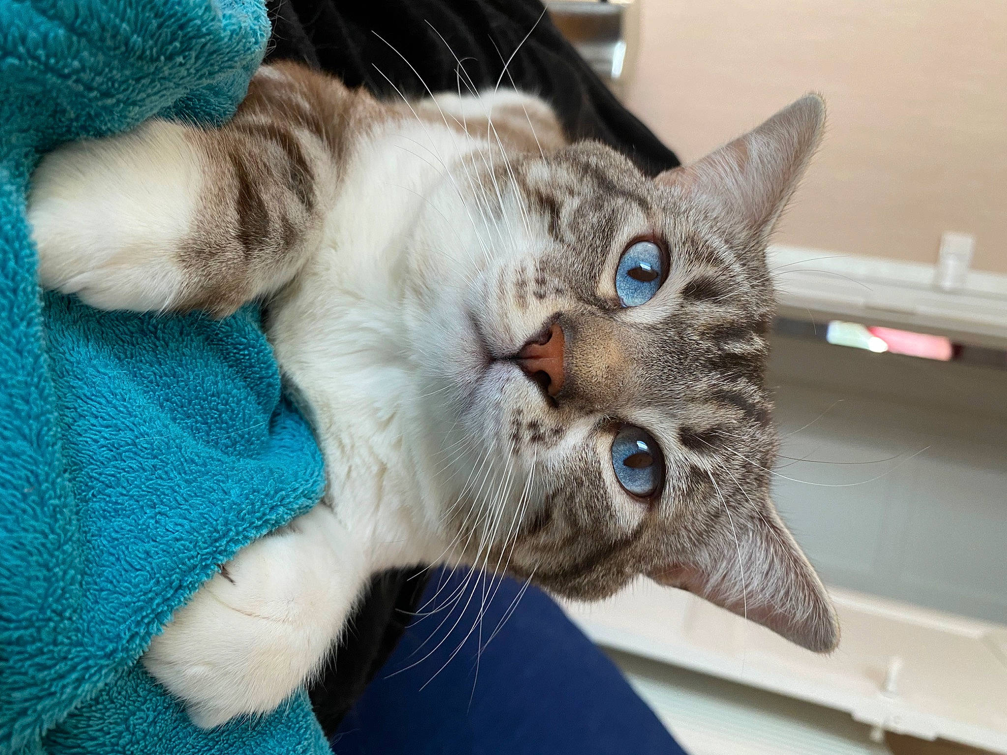 Ninho participe au concours pour gagner de l'argent avec cette photo : blue, carnivore, cat, claw, comfort, domestic_short_haired_cat, electric_blue, fang, felidae, fur, jaw, paw, small_to_medium_sized_cats, snout, tail, whiskers