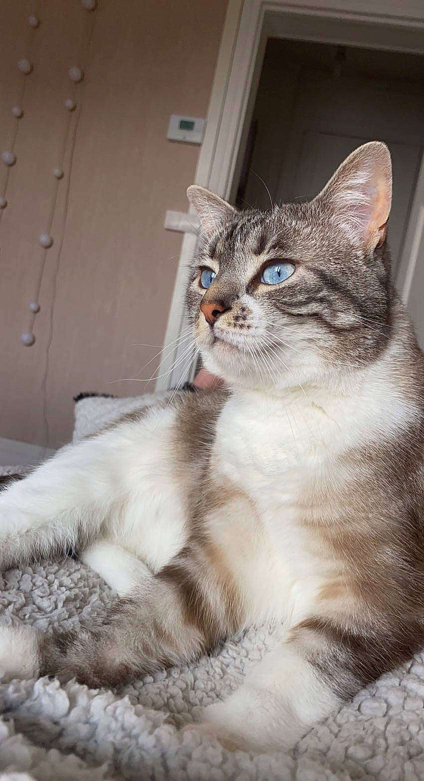 Ninho a rejoint le concours — aidez-le/la à gagner de superbes lots ! carnivore, cat, claw, comfort, domestic_short_haired_cat, door, felidae, fur, paw, small_to_medium_sized_cats, tail, tree, whiskers, window