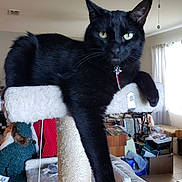 Midnight is registered to the contest to win money with this photo: black_cat, cat_tree, cat, indoor, living_room, furniture, window, daylight, pet, animal, paw, relaxed, toy, decor, sofa, curtains, ceiling_fan, collar, hanging_toy, household