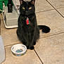 Midnight is registered to the contest to win money with this photo: black_cat, cat, pet, indoor, floor, tile_floor, food_bowl, vacuum_cleaner, collar, tag, domestic, animal, sitting, yellow_eyes, household, quiet, still_life, feline, cute, waiting