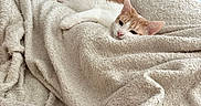 Noodles joined the competition — help win amazing prizes! bedroom, blanket, cat, comfort, cozy, domestic_animal, dresser, feline, fur, furniture, home, indoor, lying_down, orange_and_white, pet, relaxed, resting, sleepy, soft_texture, warm