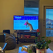 Noodles joined the competition — help win amazing prizes! cat, television, figure_skating, living_room, bean_bag, board_games, plant, coffee_table, laptop, can, window, door, carpet, couch, remote_control, cup, blinds, indoor, furniture, electronics