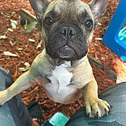 Nova is registered to the contest to win money with this photo: french_bulldog, puppy, dog, pet, animal, close_up, outdoor, mulch, playground, legs, camouflage_pants, curious, cute, ears, paw, snout, brown, black_nose, white_chest, daylight
