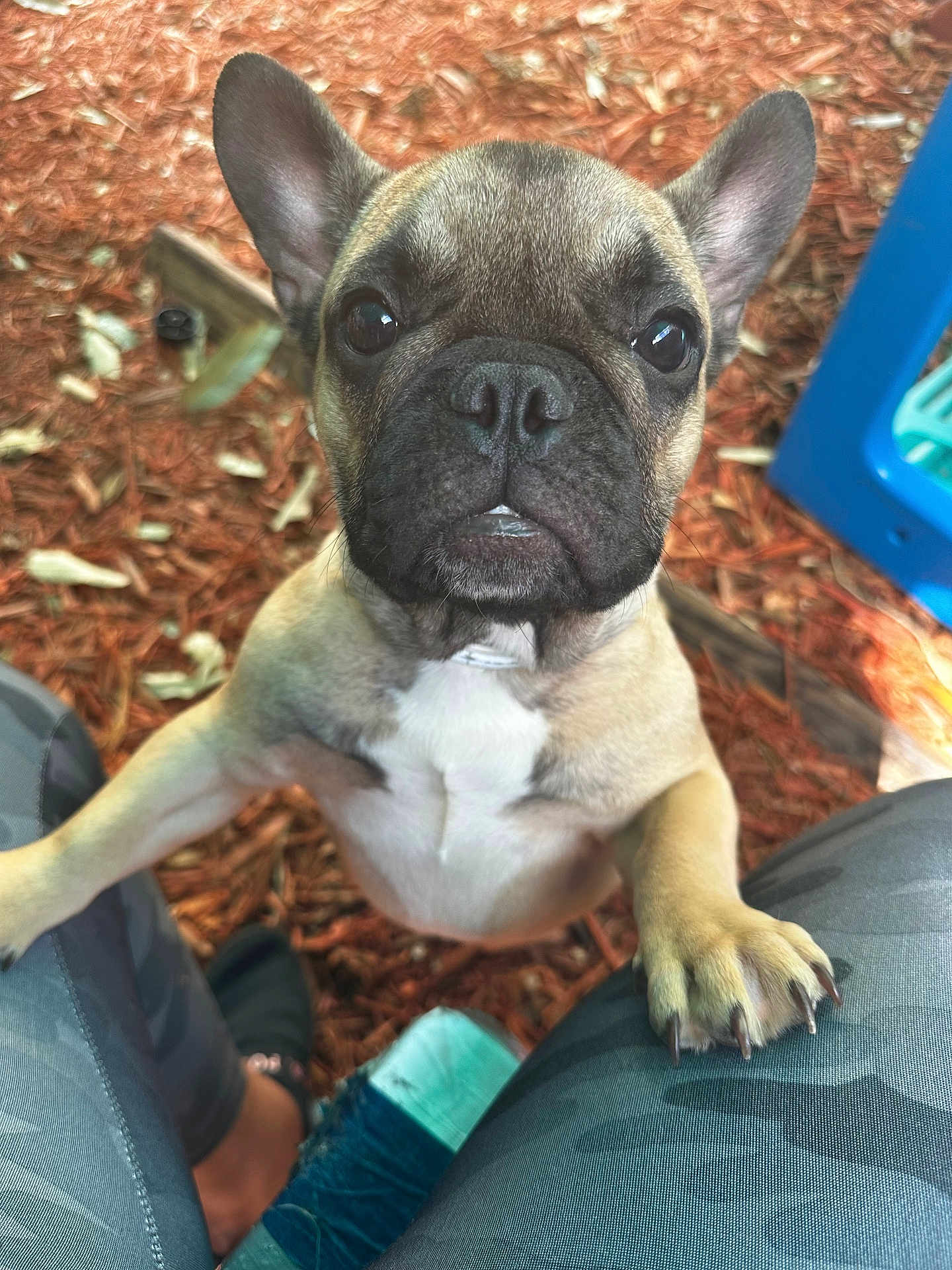 Nova is registered to the contest to win money with this photo: french_bulldog, puppy, dog, pet, animal, close_up, outdoor, mulch, playground, legs, camouflage_pants, curious, cute, ears, paw, snout, brown, black_nose, white_chest, daylight
