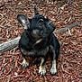 french_bulldog, puppy, dog, outdoor, wood_chips, ears, black_and_tan, pet, animal, sitting, cute, small_dog, alert, nature, fur, canine, young_dog, companion, looking_away, ground