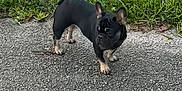 Reese is registered to the contest to win money with this photo: dog, french_bulldog, pet, animal, outdoor, grass, gravel, small_dog, curious, ears_up, walking, canine, black_dog, tan_paws, nature, side_view, alert, daylight, companion, cute