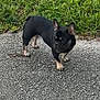 dog, french_bulldog, pet, animal, outdoor, grass, gravel, small_dog, curious, ears_up, walking, canine, black_dog, tan_paws, nature, side_view, alert, daylight, companion, cute