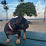 dog, black_dog, collar, picnic_table, beach, sand, ocean, sky, clouds, tree, palm_tree, outdoor, animal, pet, daytime, nature, landscape, canine, water, summer