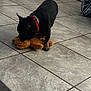 Reese joined the competition — help win amazing prizes! dog, black_dog, toy, teddy_bear, floor, tile_floor, collar, red_collar, indoor, backpack, play, pet, animal, small_dog, paw, snout, bite, cute, companion, home