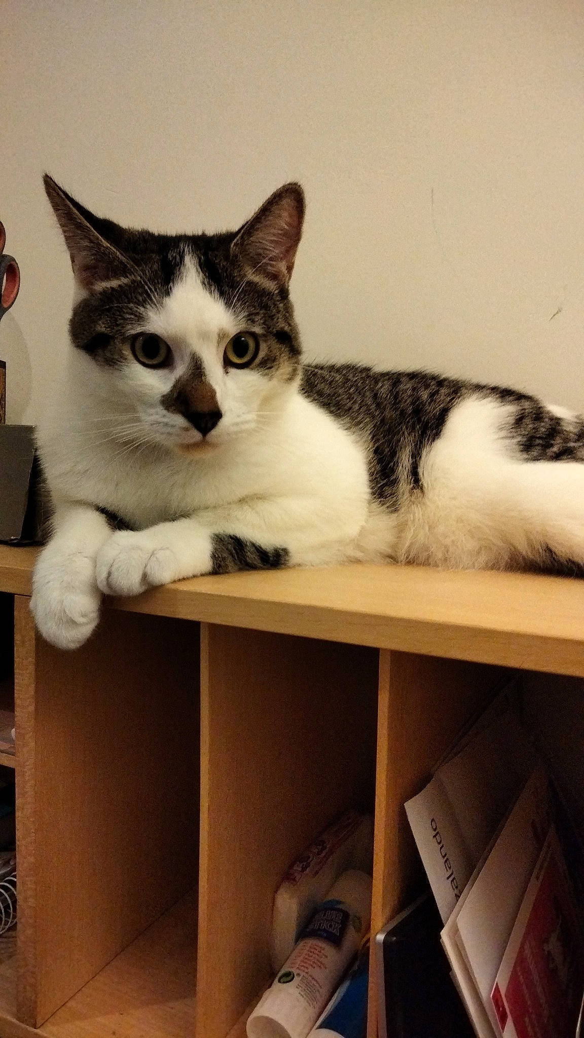 Onyx participe au concours pour gagner de l'argent avec cette photo : box, cardboard, carnivore, cat, comfort, domestic_short_haired_cat, felidae, fur, metal, packaging_and_labeling, paw, shelf, shelving, shipping_box, sitting, small_to_medium_sized_cats, table, tail, whiskers, wood