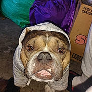 Buddy joined the competition — help win amazing prizes! dog, hoodie, pet, close_up, brown, white, floor, indoor, cardboard_box, green_tarp, purple_cloth, paw, tongue, canine, animal, looking_up, footwear, slipper, human_leg, casual_clothing