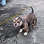 Buddy is registered to the contest to win money with this photo: dog, bulldog, pet, animal, tongue_out, concrete, outdoor, playful, yellow_cord, standing, short_legs, stocky, ears, tail, fur, paw, alert, expression, muzzle, wrinkled_skin
