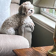 Luna joined the competition — help win amazing prizes! armrest, beige, book, couch, cozy, curled_up, curly_fur, dog, furniture, home, indoor, lamp, living_room, looking_out, natural_light, pet, relaxed, resting, window, wooden_table
