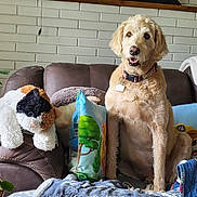 Bella joined the competition — help win amazing prizes! animal, blanket, collar, couch, decor, dog, flag, fur, furniture, golden_doodle, home, indoor, pet, photo_frame, pillow, plush_toy, relaxing, seated, stuffed_animal, wall