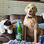 animal, blanket, collar, couch, decor, dog, flag, fur, furniture, golden_doodle, home, indoor, pet, photo_frame, pillow, plush_toy, relaxing, seated, stuffed_animal, wall