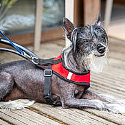 Guizmo participe au concours pour gagner de l'argent avec cette photo : animal, black_fur, calm, canine, closeup, companion, dog, ears_up, fur, harness, leash, outdoor, pet, quiet, relaxed, sitting, small_dog, tongue_hidden, white_beard, wooden_deck