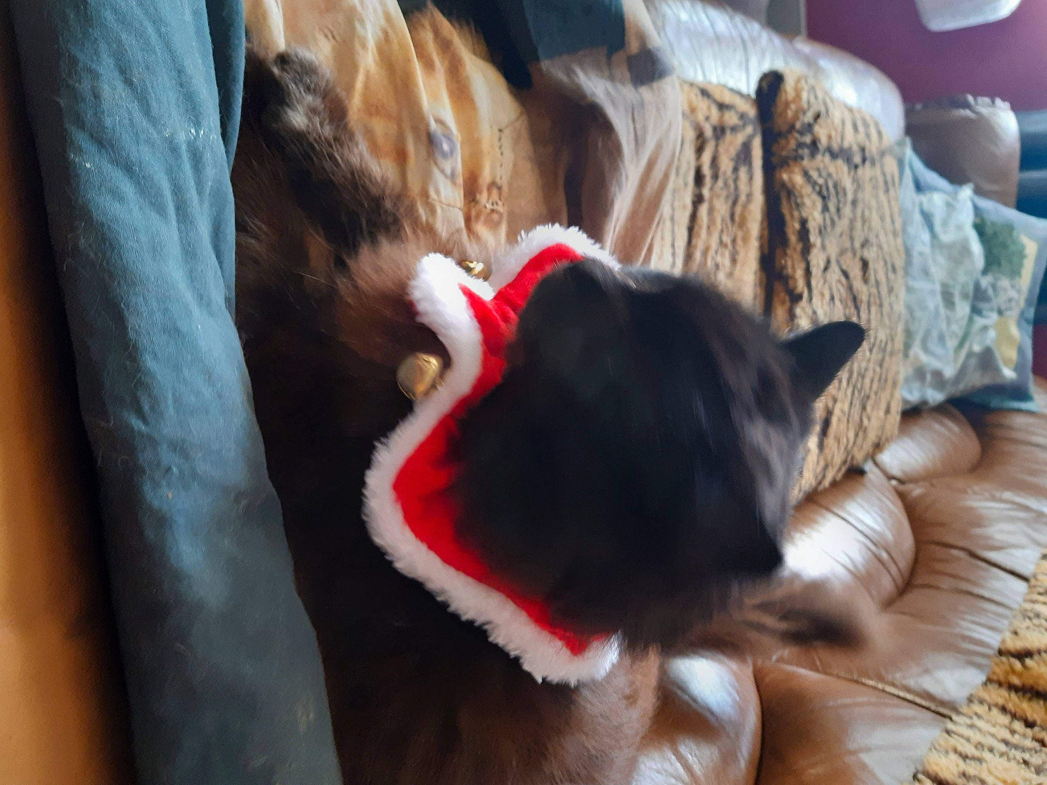 Bouboule participe au concours pour gagner de l'argent avec cette photo : bed, black_cat, carnivore, comfort, companion_dog, couch, dog_breed, domestic_short_haired_cat, fawn, felidae, fur, plant, small_to_medium_sized_cats, snout, sporting_group, tail, toy, tree, whiskers, wood