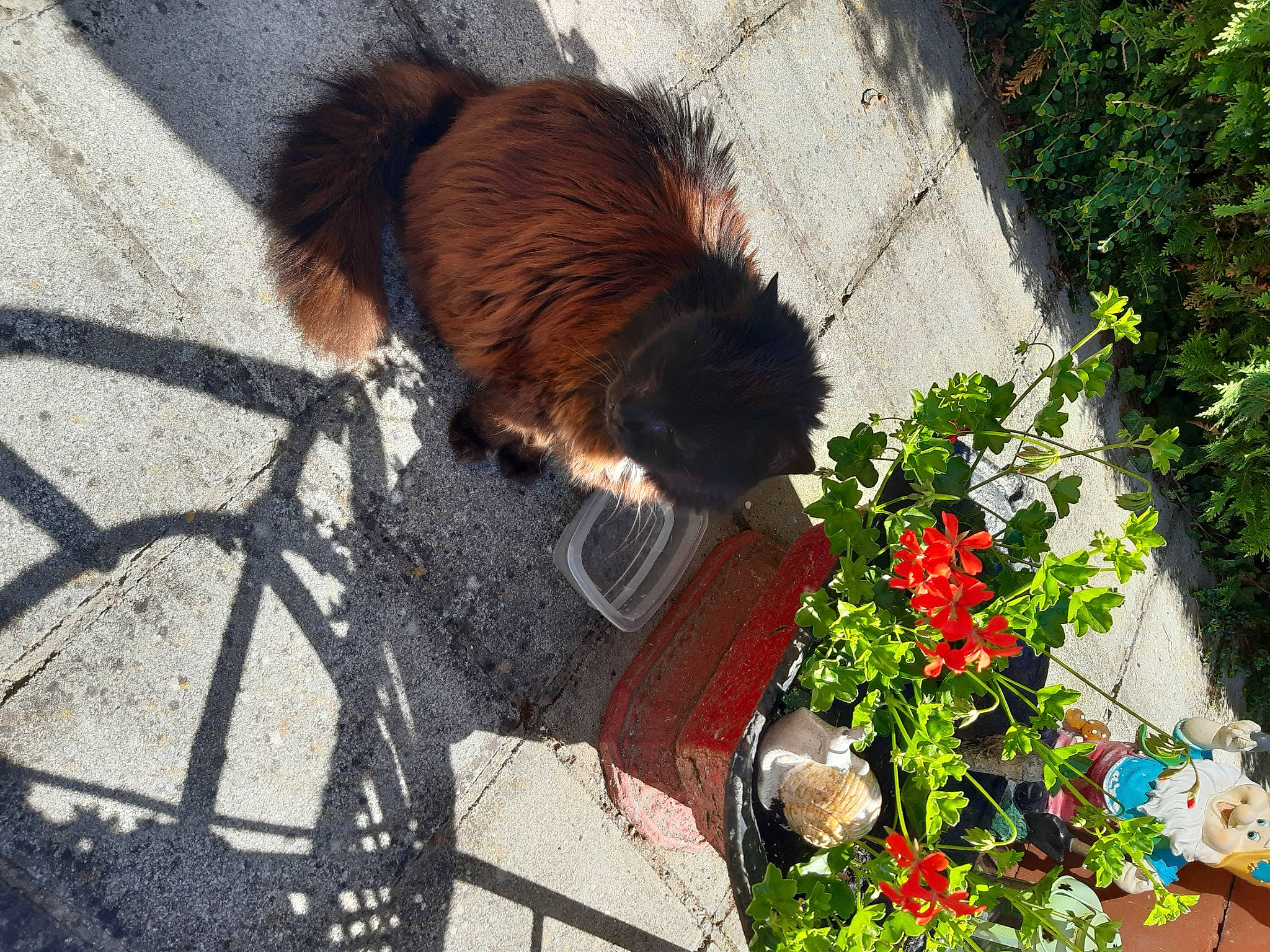 Bouboule a rejoint le concours — aidez-le/la à gagner de superbes lots ! asphalt, bicycle_tire, carnivore, dog_breed, fawn, felidae, flower, flower_arranging, flowerpot, grass, leaf, plant, road_surface, sidewalk, small_to_medium_sized_cats, snout, tail, tints_and_shades, tree, window