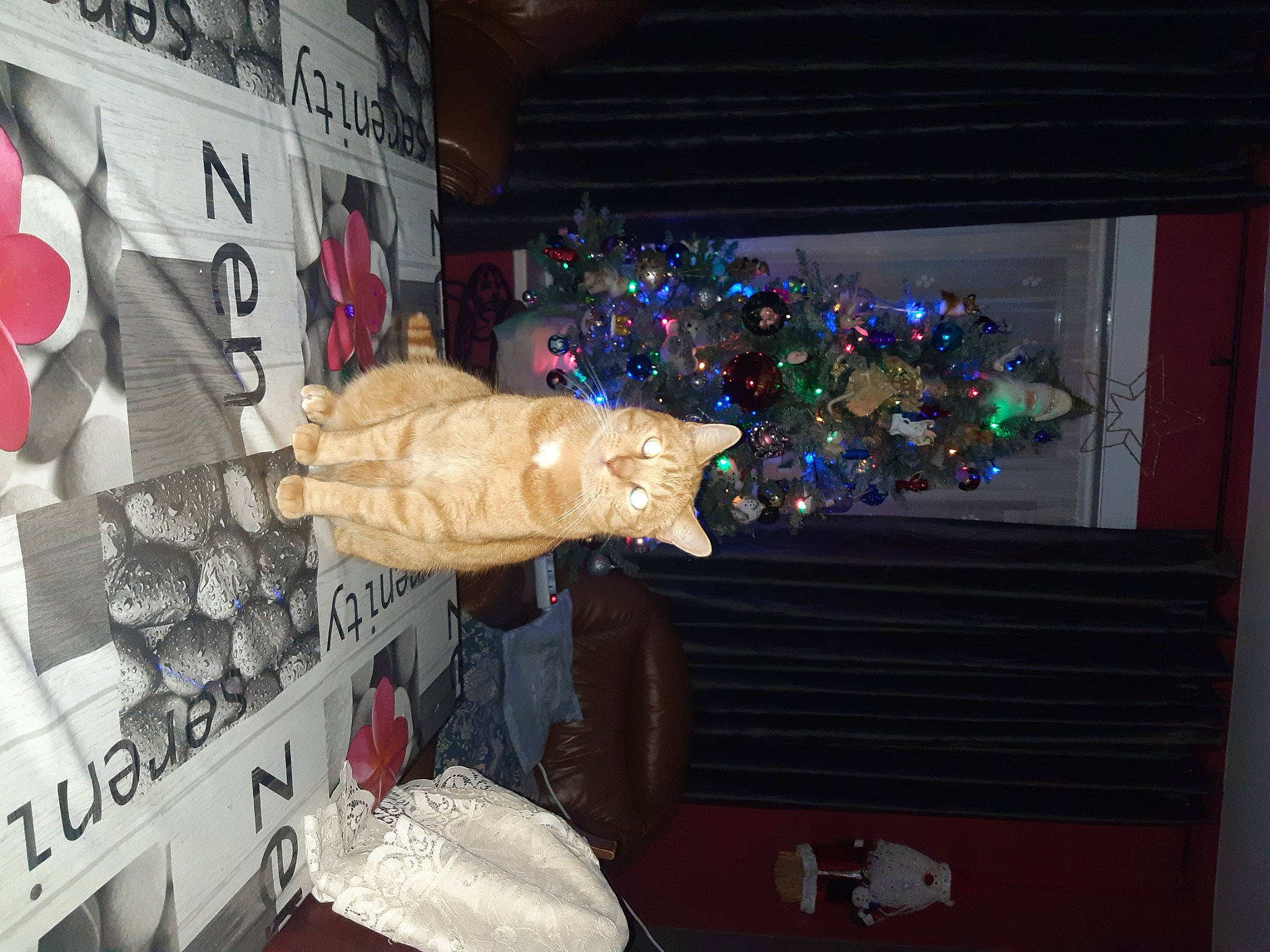 Filou a rejoint le concours — aidez-le/la à gagner de superbes lots ! carmine, christmas, christmas_decoration, christmas_eve, christmas_lights, christmas_ornament, christmas_tree, event, holiday, holiday_ornament, interior_design, logo, ornament, room, tree, winter