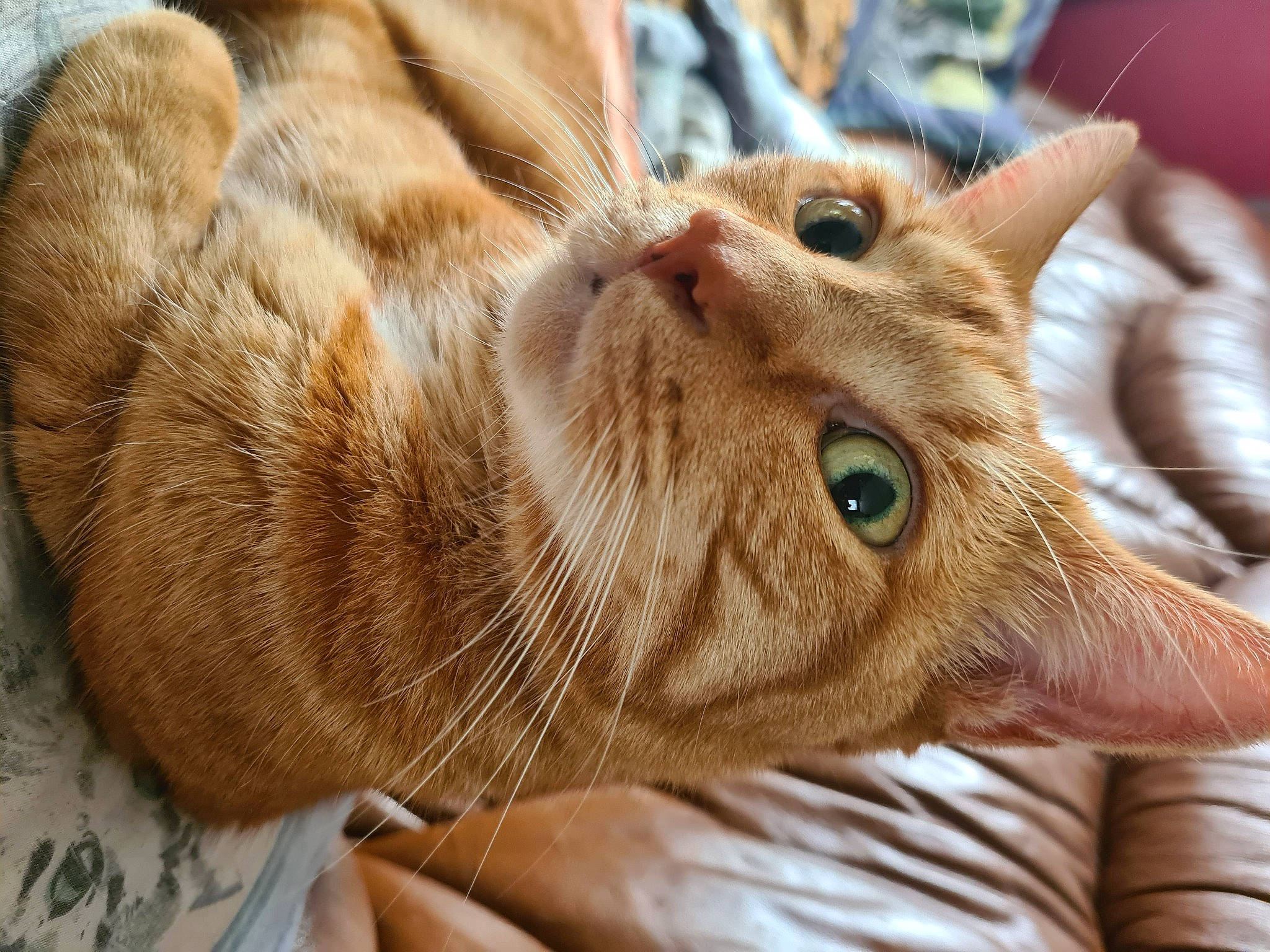 Filou a rejoint le concours — aidez-le/la à gagner de superbes lots ! carnivore, cat, claw, close_up, domestic_short_haired_cat, ear, eye, fawn, felidae, fur, grass, head, paw, small_to_medium_sized_cats, snout, terrestrial_animal, whiskers, wildlife, wood, wrinkle