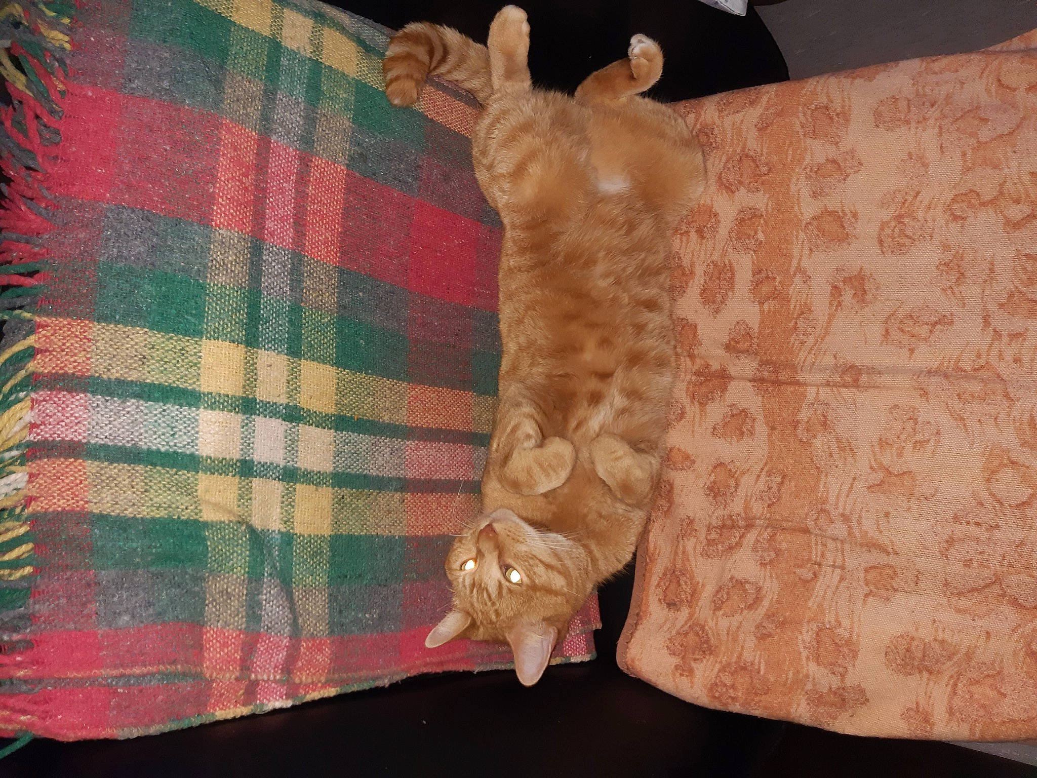 Filou participe au concours pour gagner de l'argent avec cette photo : baby_toddler_clothing, couch, creative_arts, embellishment, fawn, felidae, flooring, fur, linens, magenta, motif, pattern, plaid, sleeve, small_to_medium_sized_cats, tail, tartan, wood, wool, woolen