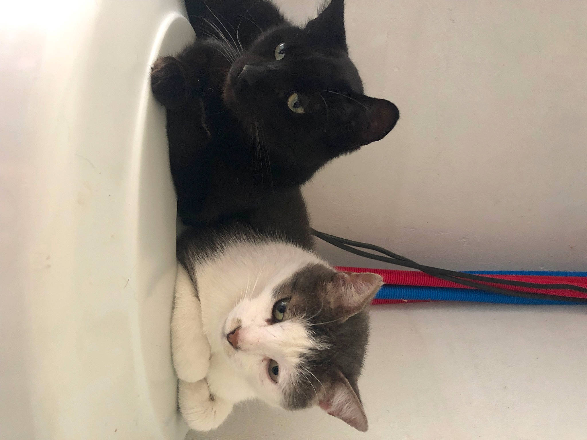 Pepito participe au concours pour gagner de l'argent avec cette photo : black_and_white, black_cat, carnivore, cat, domestic_short_haired_cat, ear, european_shorthair, eye, felidae, fur, kitten, mammal, ojos_azules, polydactyl_cat, skin, small_to_medium_sized_cats, snout, tail, whiskers