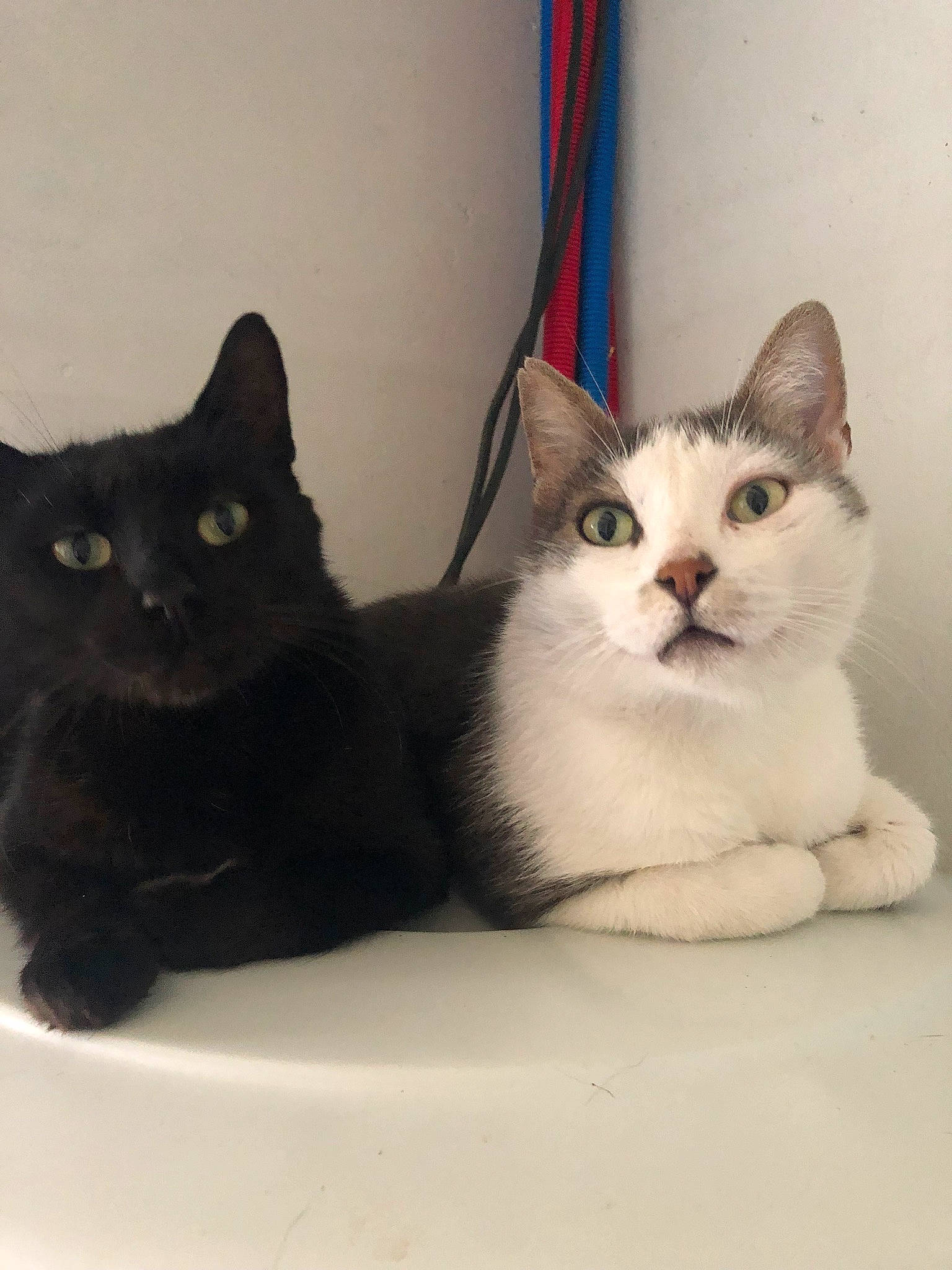 Pepito participe au concours pour gagner de l'argent avec cette photo : aegean_cat, american_wirehair, asian, black_and_white, black_cat, carnivore, cat, domestic_short_haired_cat, european_shorthair, eye, fawn, felidae, kitten, mammal, ojos_azules, polydactyl_cat, small_to_medium_sized_cats, turkish_angora, vertebrate, whiskers