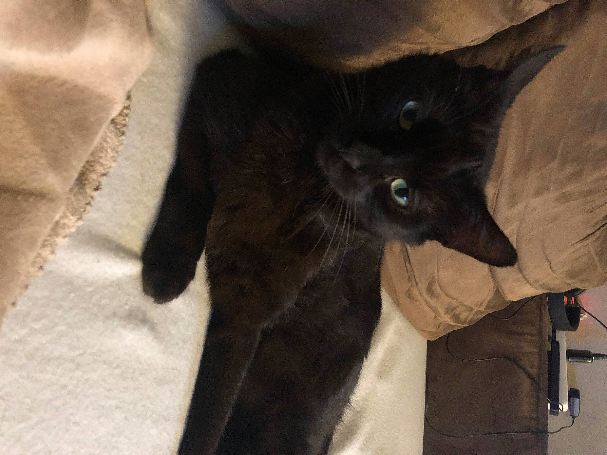 Pepito a rejoint le concours — aidez-le/la à gagner de superbes lots ! black_cat, carnivore, cat, felidae, havana_brown, mammal, small_to_medium_sized_cats, whiskers