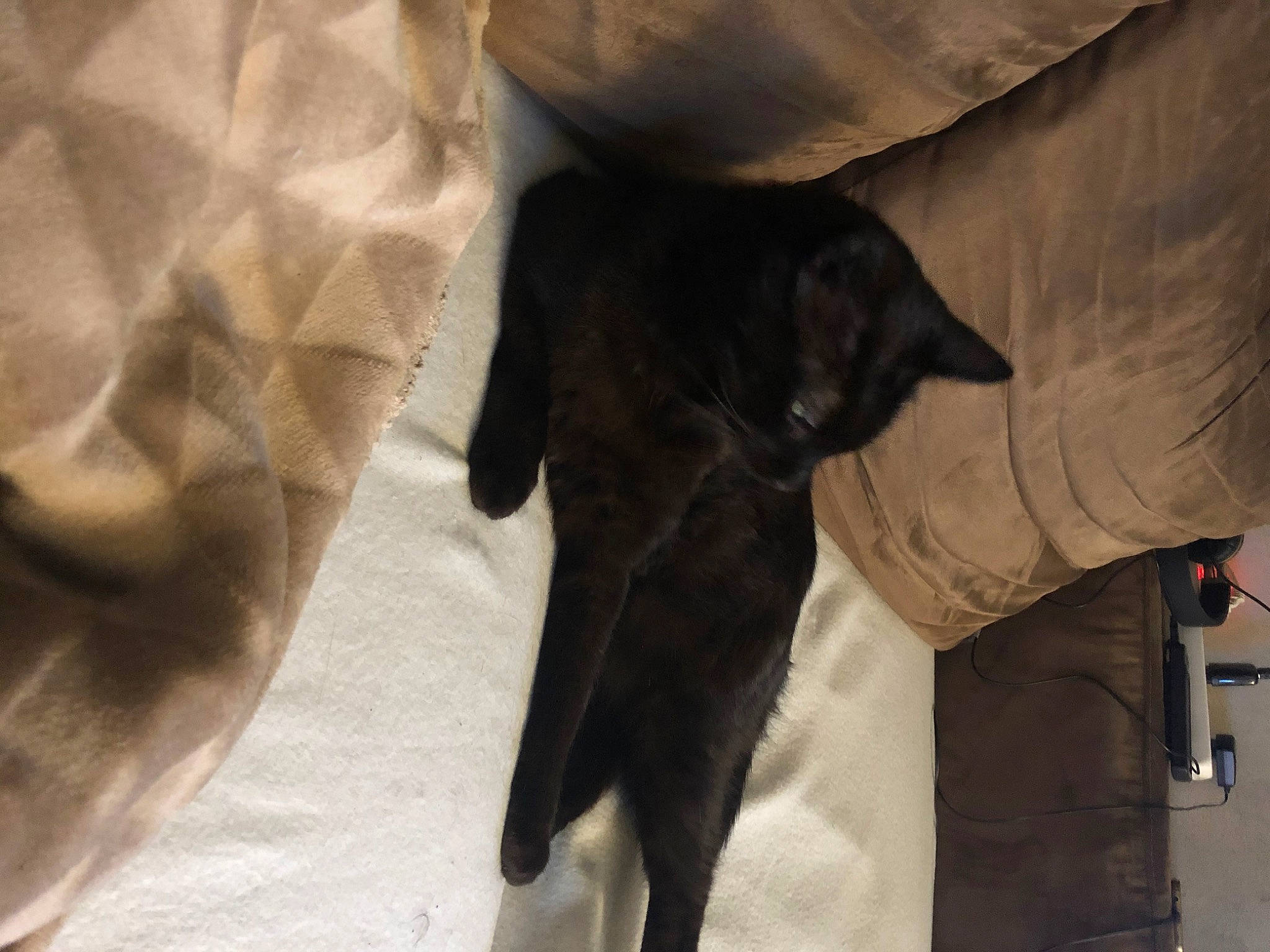 Pepito a rejoint le concours — aidez-le/la à gagner de superbes lots ! black_cat, canidae, carnivore, cat, dog_breed, felidae, fur, snout, sporting_group, tail, whiskers