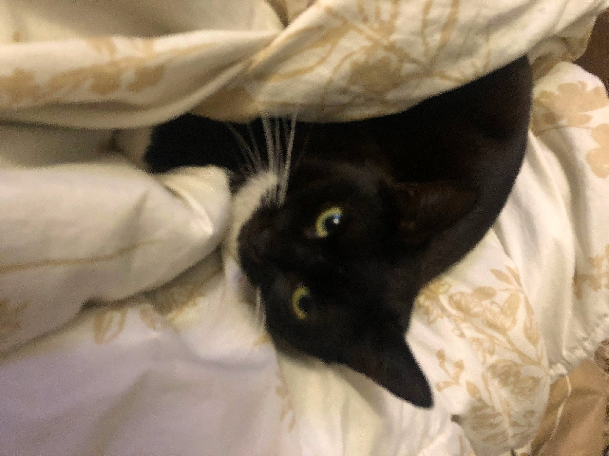 Folly a rejoint le concours — aidez-le/la à gagner de superbes lots ! black_cat, carnivore, cat, ear, eye, felidae, fur, small_to_medium_sized_cats, snout, whiskers