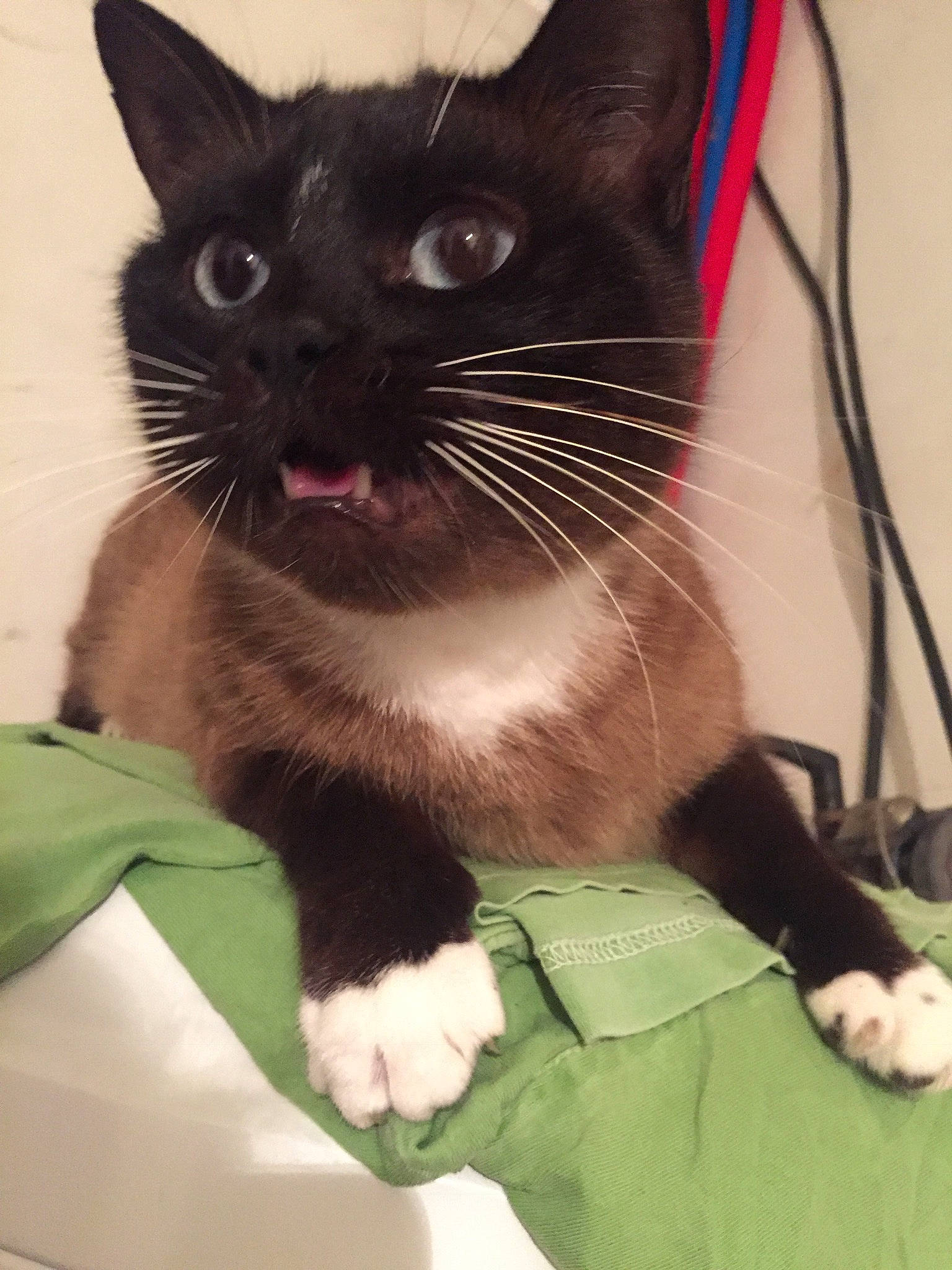 Mimine a rejoint le concours — aidez-le/la à gagner de superbes lots ! asian, black_cat, burmese, carnivore, cat, domestic_short_haired_cat, felidae, kitten, mammal, small_to_medium_sized_cats, snout, tonkinese, whiskers