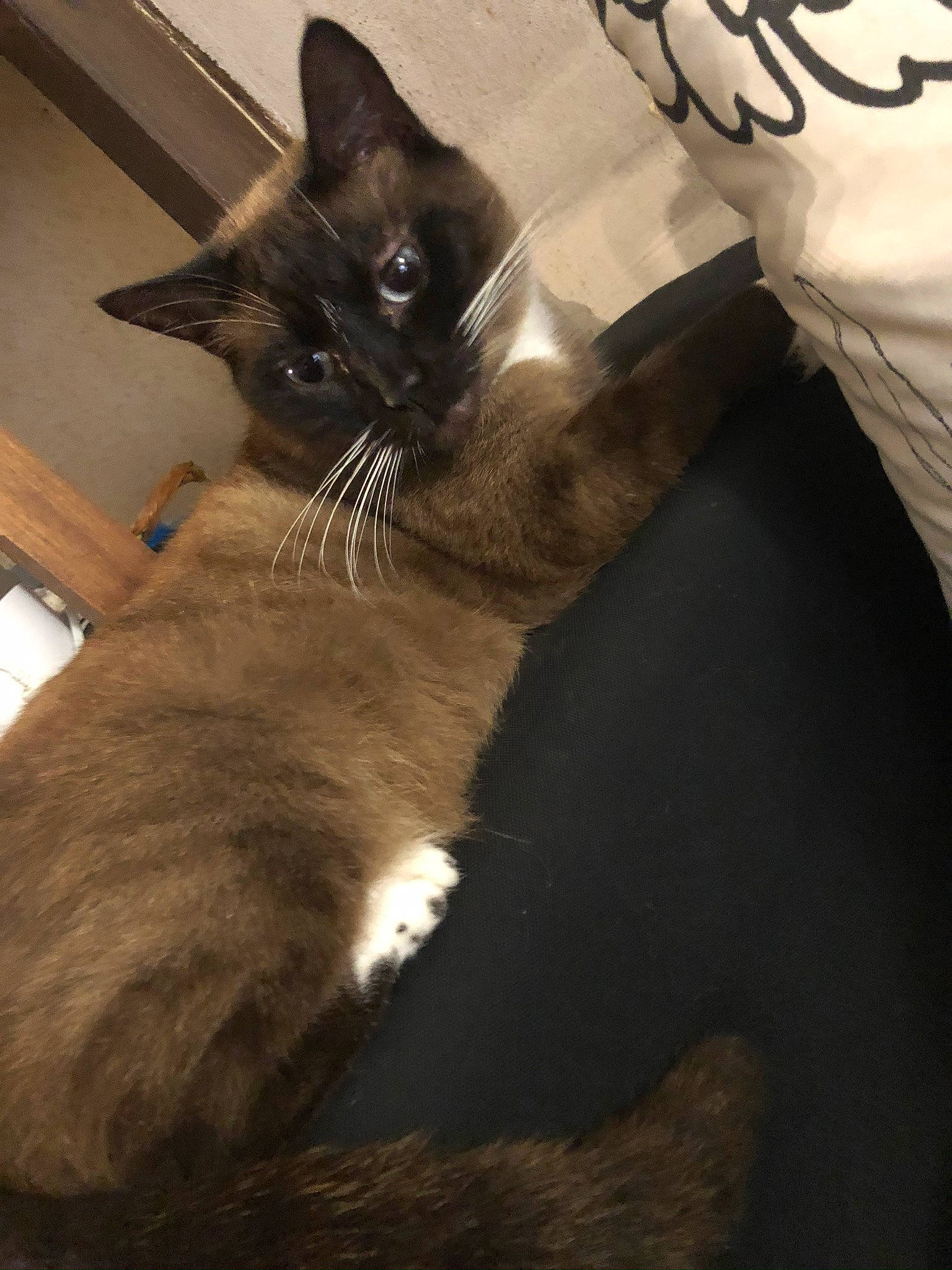 Mimine participe au concours pour gagner de l'argent avec cette photo : asian, balinese, black_cat, burmese, carnivore, cat, felidae, javanese, kitten, mammal, ojos_azules, siamese, small_to_medium_sized_cats, snowshoe, tail, thai, tonkinese, whiskers