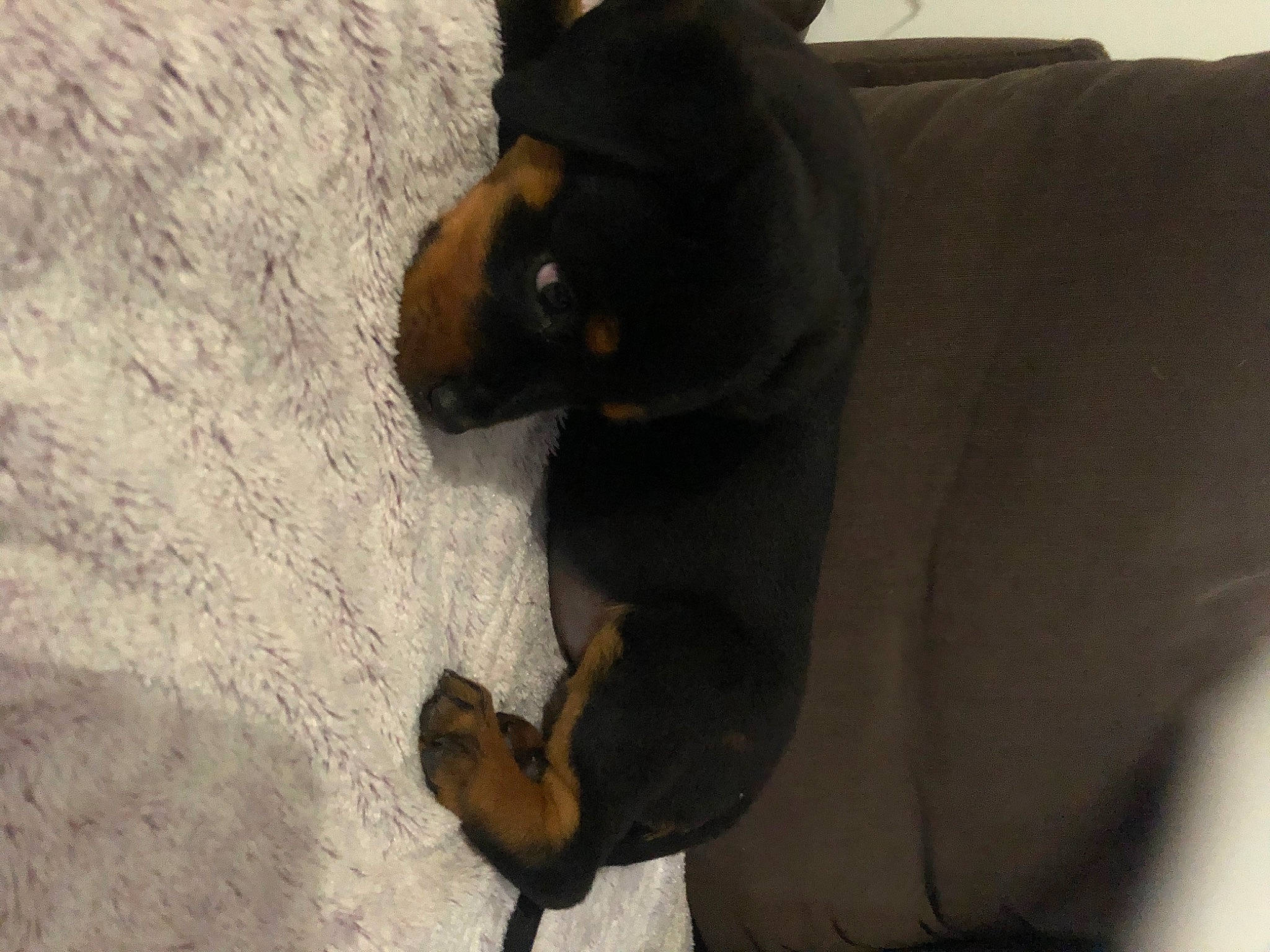 Mimine a rejoint le concours — aidez-le/la à gagner de superbes lots ! beauceron, canidae, carnivore, dobermann, dog, dog_breed, fawn, german_pinscher, guard_dog, mammal, manchester_terrier, miniature_pinscher, pinscher, prazsky_krysarik, puppy, rottweiler, snout, toy_dog, vertebrate