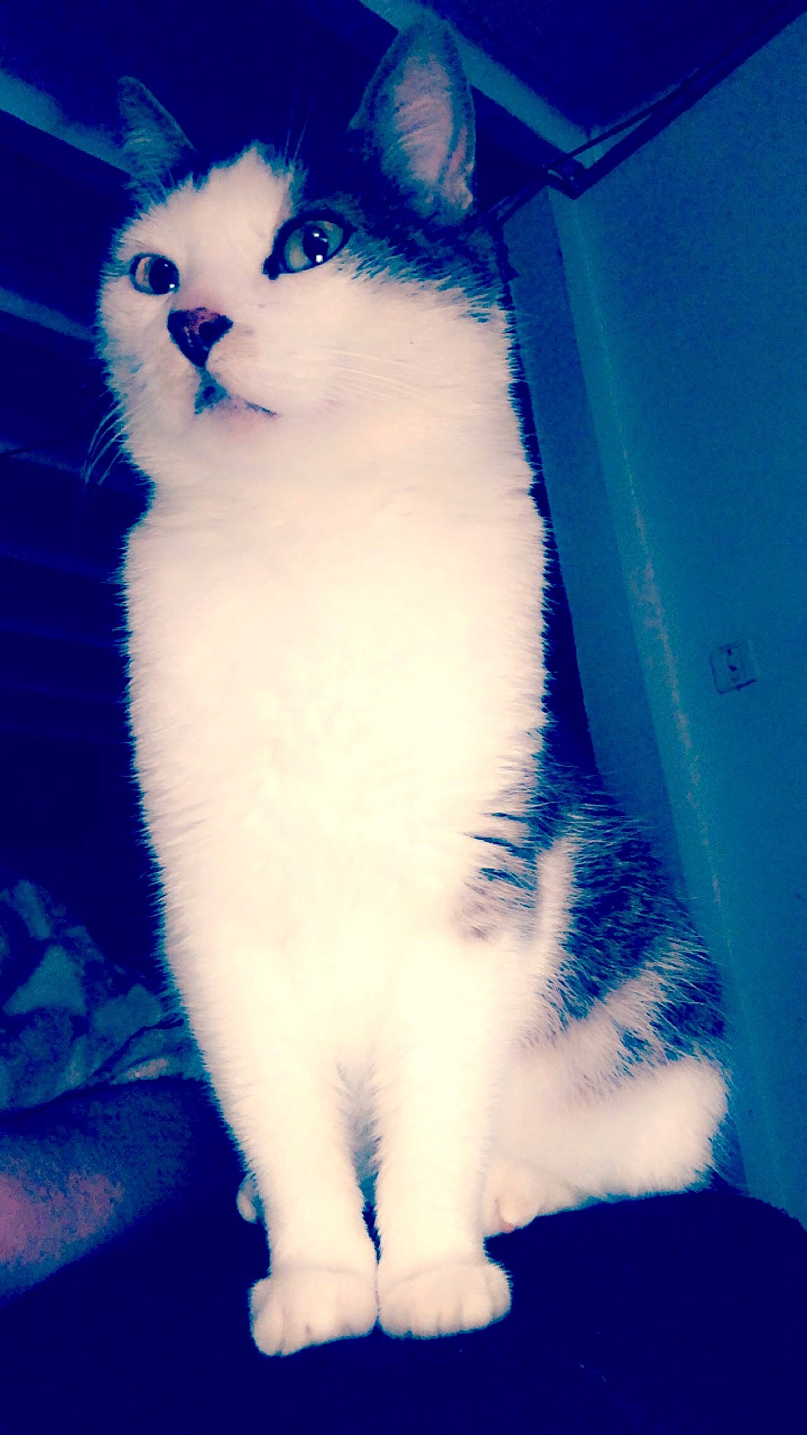 Grisby a rejoint le concours — aidez-le/la à gagner de superbes lots ! aegean_cat, american_curl, american_wirehair, blue, carnivore, cat, eye, felidae, fur, japanese_bobtail, kitten, mammal, polydactyl_cat, sky, small_to_medium_sized_cats, snout, tail, turkish_angora, turkish_van, whiskers