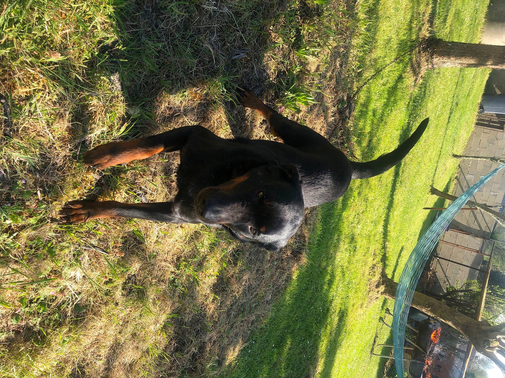 Harcko a rejoint le concours — aidez-le/la à gagner de superbes lots ! canidae, carnivore, grass, guard_dog, hunting_dog, plant, sporting_group, tail, tree