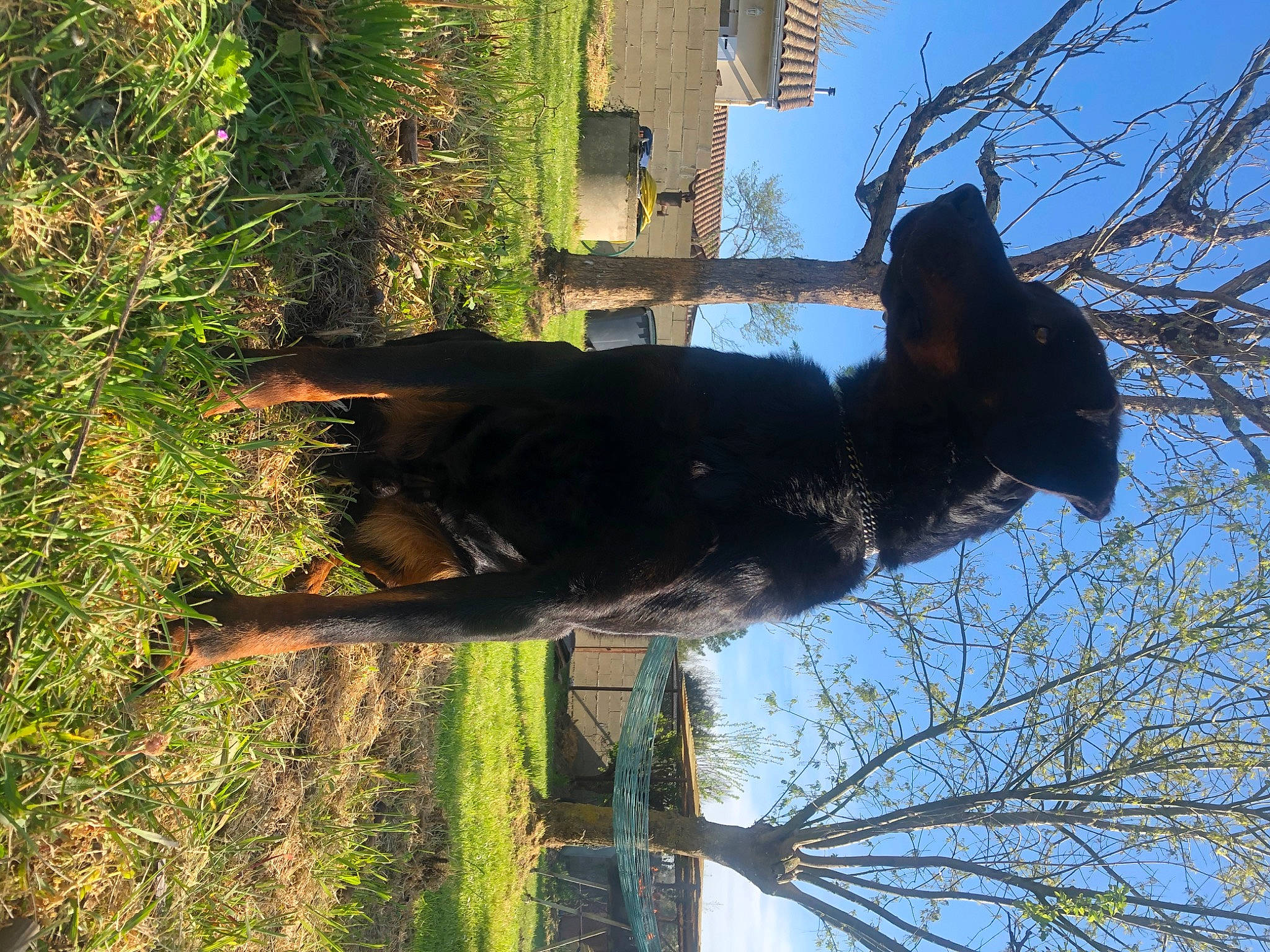 Harcko participe au concours pour gagner de l'argent avec cette photo : branch, canidae, carnivore, grass, guard_dog, plant, tree