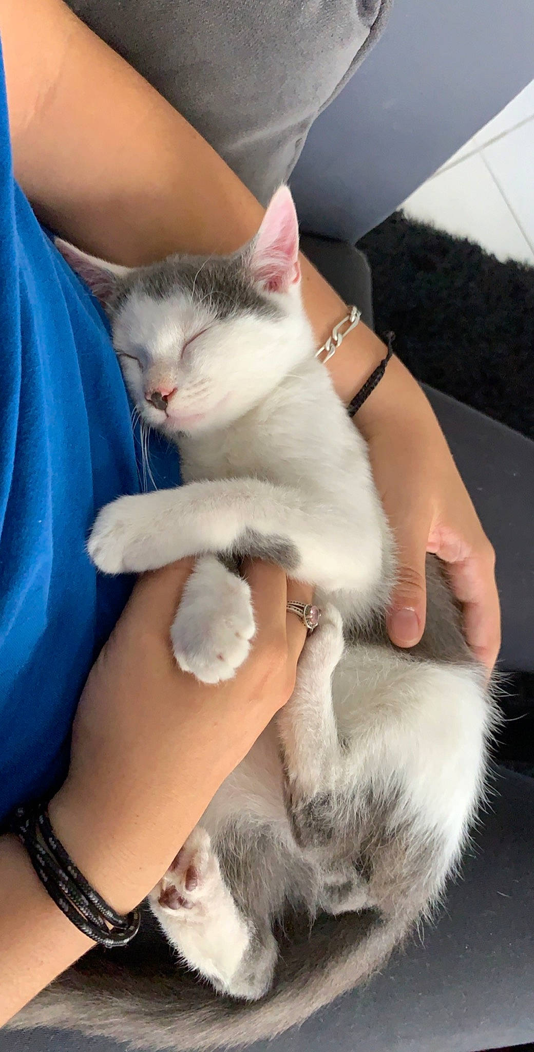 Végéta a rejoint le concours — aidez-le/la à gagner de superbes lots ! aegean_cat, american_wirehair, asian, carnivore, cat, domestic_short_haired_cat, european_shorthair, felidae, fur, kitten, leg, paw, polydactyl_cat, small_to_medium_sized_cats, turkish_van, whiskers